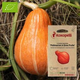 Sachet de graines bio à semer - Courge Maxima Potimarron à Gros