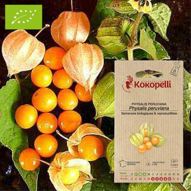 Sachet de graines bio à semer - Physalis Peruviana Coqueret du P