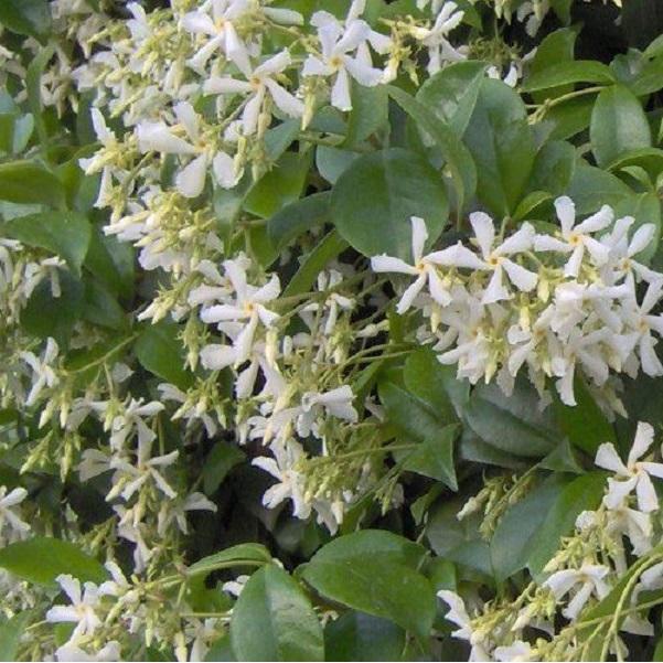 Jasmin étoilé - Trachelospermum Jasminoides 50-60 cm en conteneu