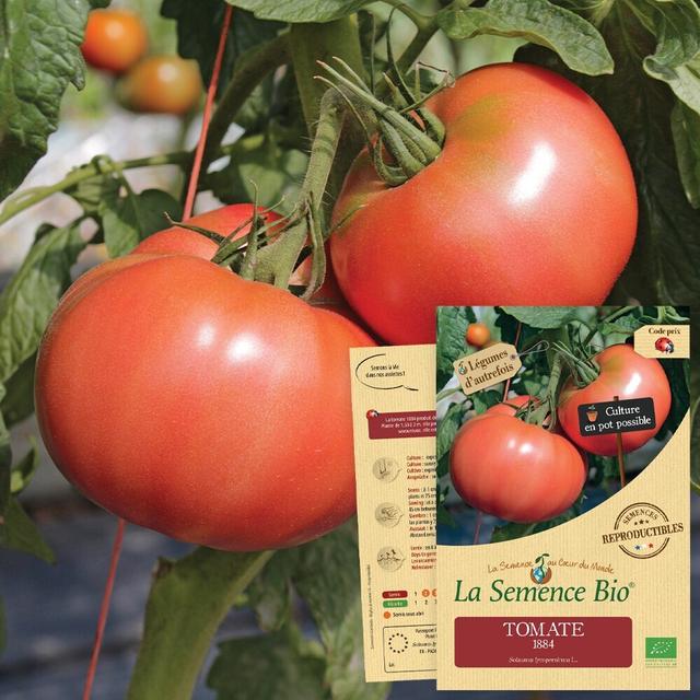 Graines de tomate ancienne 1884