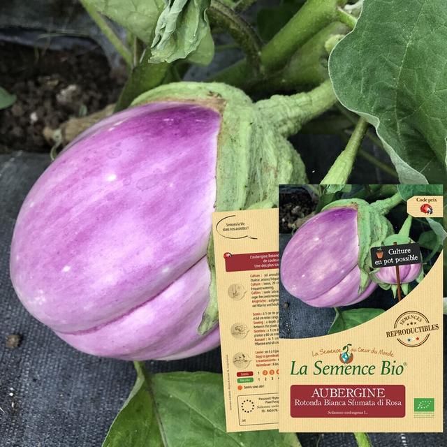 AUBERGINE Rotonda Bianca Sfumata di Rosa Bio