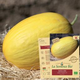 MELON jaune canari hâtif 3 Bio