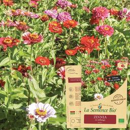 ZINNIA en mélange Bio