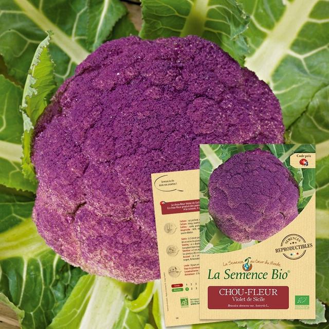 CHOU-FLEUR Violet de Sicile Bio