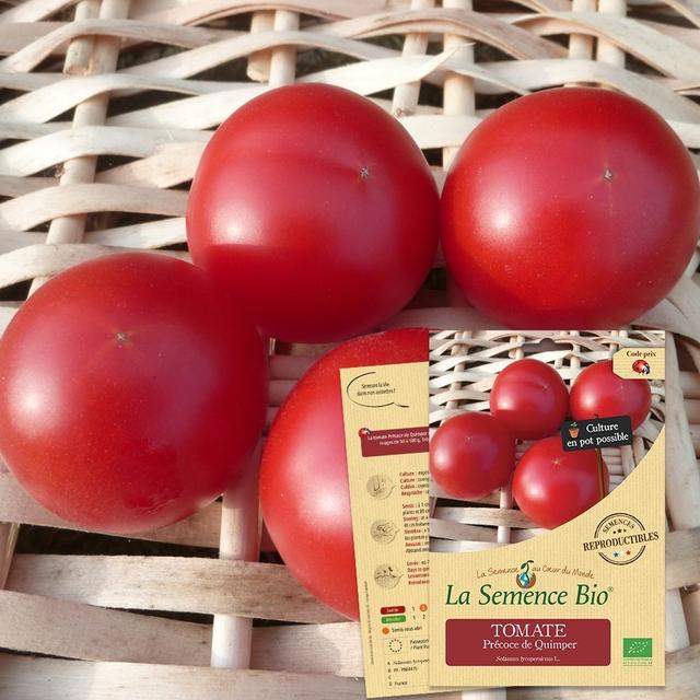 TOMATE Précoce de Quimper Bio