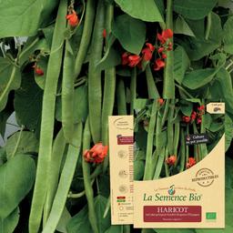 HARICOT vert grimpant d'Espagne Scarlett Emperor Bio