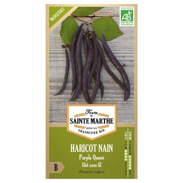 Haricots nain bio Purple Queen - Graines à semer