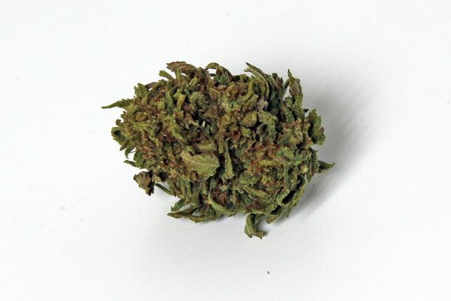 Fleurs CBD GELATO 10,6% Outdoor (20g)