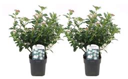 Viburnum Tinus - lot de 2