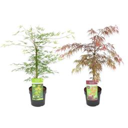 Érable japonais 'Acer Garnet + Emerald Lace' - lot de 4