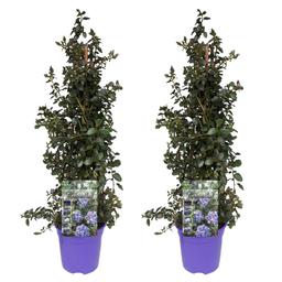 Ceanothus on piramid - lot de 2