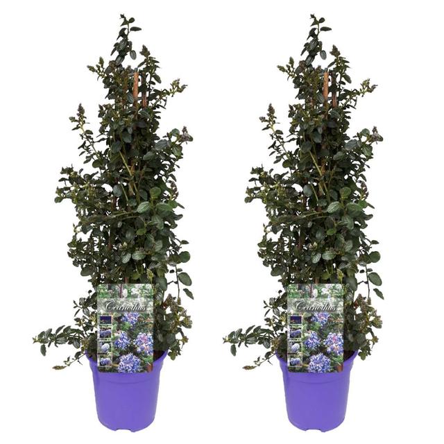 Ceanothus on piramid - lot de 2