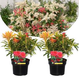 Pieris 'Forest Flame' - lot de 2