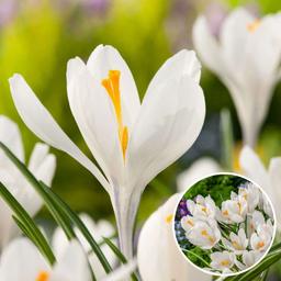 Crocus 'White' - lot de 30