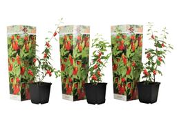 Goji Berry - lot de 3