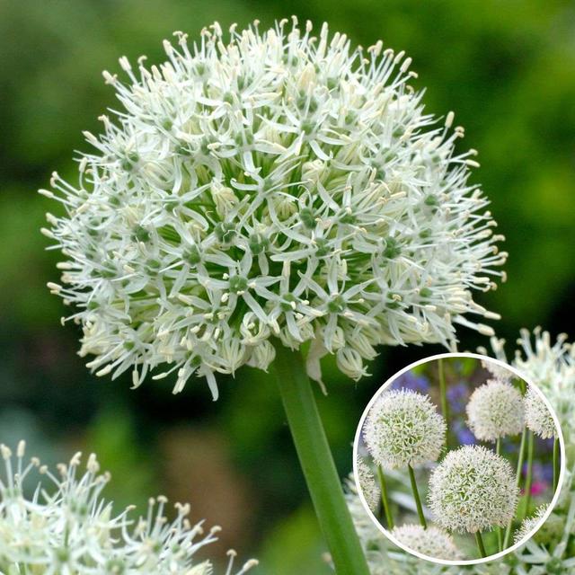 Bulbes d'Allium 'Mount Everest' - lot de 3