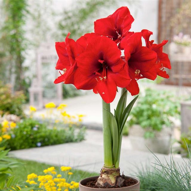 Amaryllis bulbe 'rouge' - lot de 2