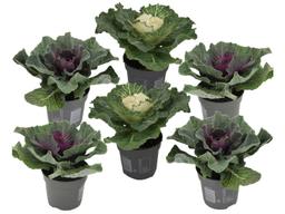 Brassica - lot de 6