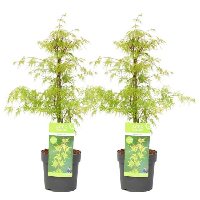 Érable japonais 'Acer Emerald Lace' - lot de 2