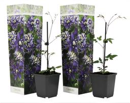 Clematis Taiga - lot de 2