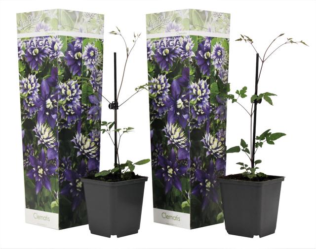 Clematis Taiga - lot de 2