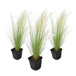 Stipa 'ponytail' grass - lot de 3