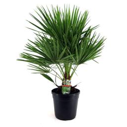 Palmier nain européen 'Chamaerops Humilis' XL