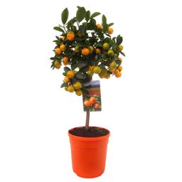 Mini oranger 'Citrus Calamondin' sur tige