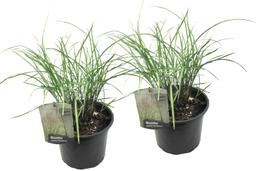 Miscanthus 'Gracilimus' herbe ornementale - lot de 2