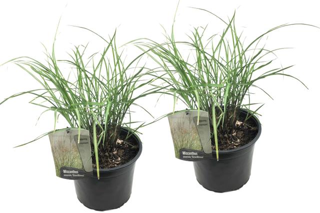 Miscanthus 'Gracilimus' herbe ornementale - lot de 2