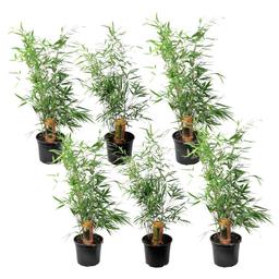 Bambou vert 'Fargesia Rufa' - lot de 6