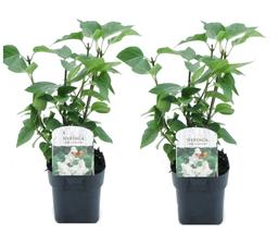 Syringa 'Mme Lemoine' - lot de 2