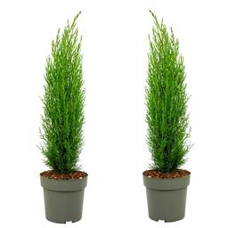 Cupressus Sempervirens Totem 'Mediterranean cypress' - lot de 2