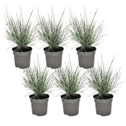 Festuca 'Elijah Blue' grass - lot de 6