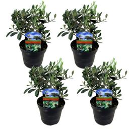 Olea Europaea Olivier sur tige - lot de 4