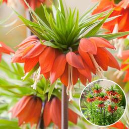 Fritillaria 'Rubra' - lot de 3