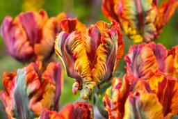 Bulbes de tulipe 'Rasta Parrot' - lot de 20