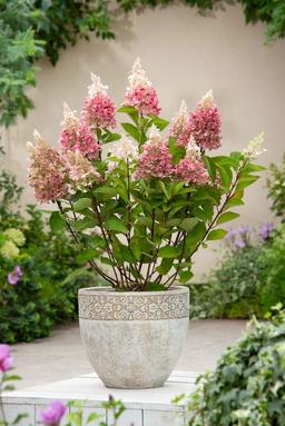 XL Hydrangea Paniculata Pinky Winky - lot de 4