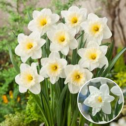 Bulbes de narcisse 'Mount Hood' - lot de 15