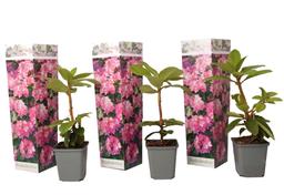 Rhododendron 'Elegans Pink' - lot de 3