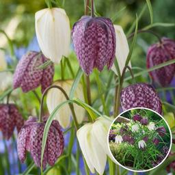 Fritillaria 'Meleagris Mix' - mélange de 60