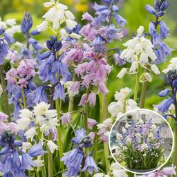 Bulbes de Hyacinthoides 'Hispanica Mix' - lot de 40