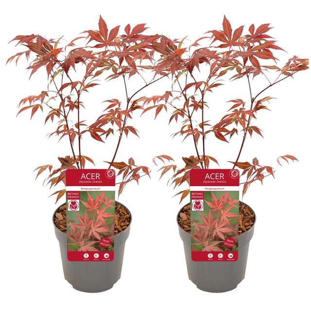 Érable Japonais 'Acer Atropurpureum' lot de 2