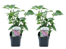 Syringa 'Michel Buchner' - lot de 2