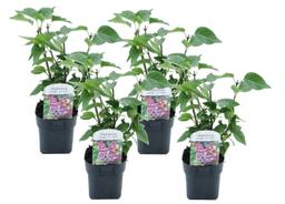 Syringa 'Michel Buchner' - lot de 4