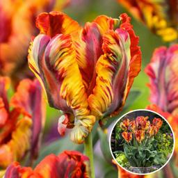 Bulbes de tulipe 'Rasta Parrot' - lot de 15