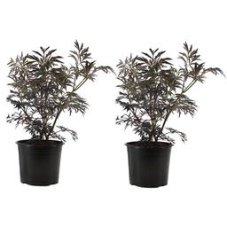 Sambucus 'Black Lace' - lot de 2