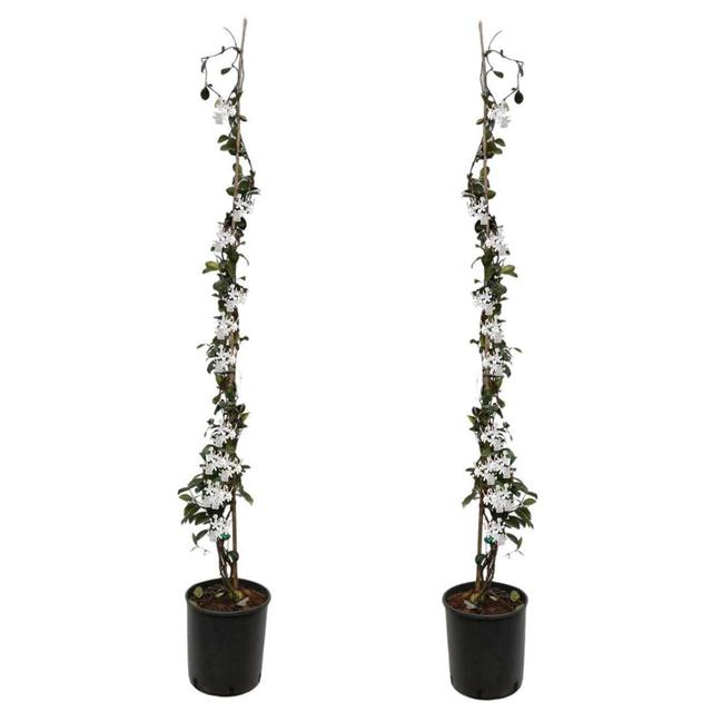 XL Tuscan Jasmin on stick - lot de 2