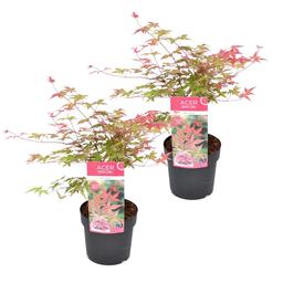 Érable japonais 'Acer Beni Maiko' - lot de 2