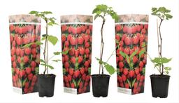 Framboisier 'Rubus Ideaus' - lot de 3